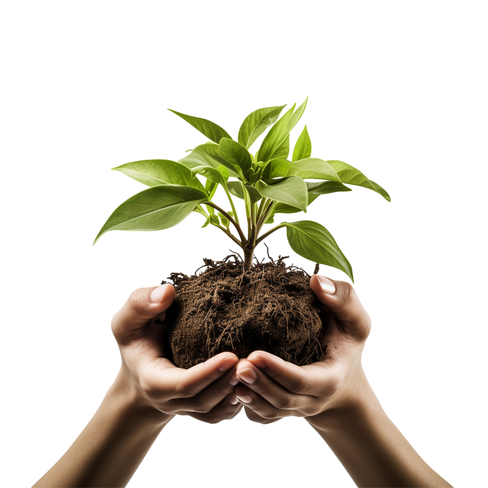 Manos sosteniendo una planta